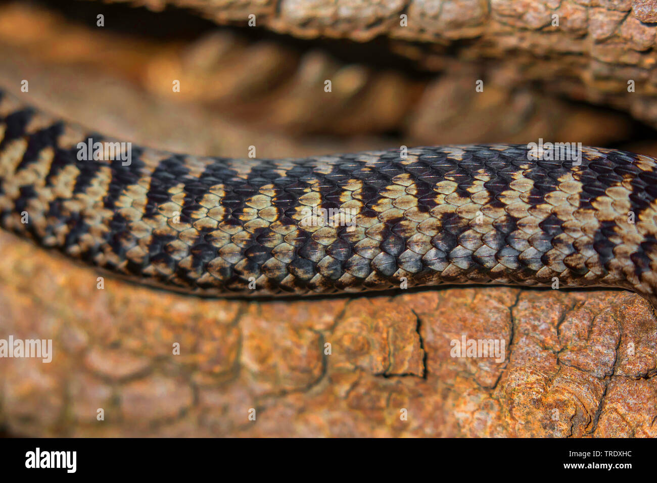 Addierer, gemeinsame Viper, gemeinsamen europäischen Viper, gemeinsame Viper (Vipera berus), Markierungen des Körpers, Detail, Deutschland, Bayern, Oberpfalz Stockfoto