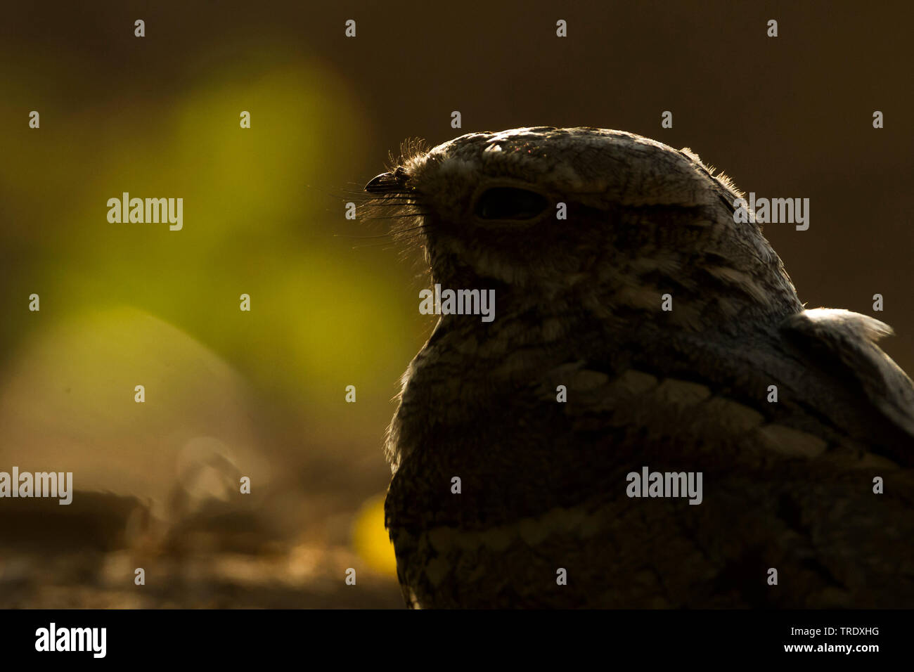 Europäische nightjar (Caprimulgus europaeus), Porträt am Abend, Oman Stockfoto