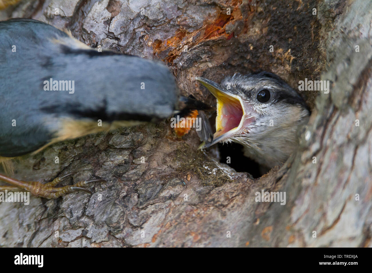 Eurasischen Kleiber (Sitta europaea Caesia, Sitta caesia), nach der Fütterung ein Küken, Deutschland Stockfoto