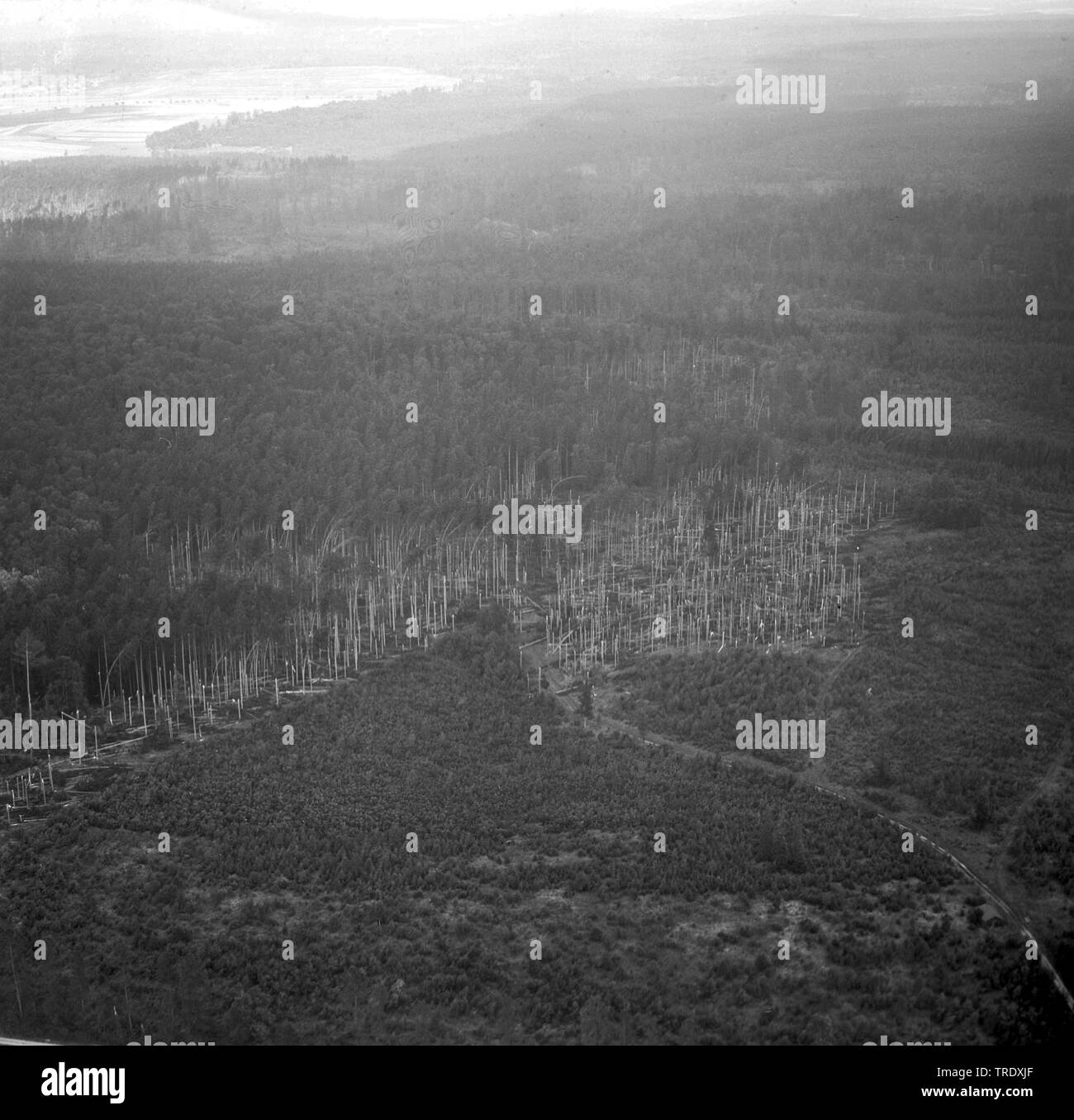 Sturm Verluste in einem Wald bei Ingolstadt, Luftbild aus dem Jahr 1960, Deutschland, Bayern, Oberbayern, Oberbayern Stockfoto