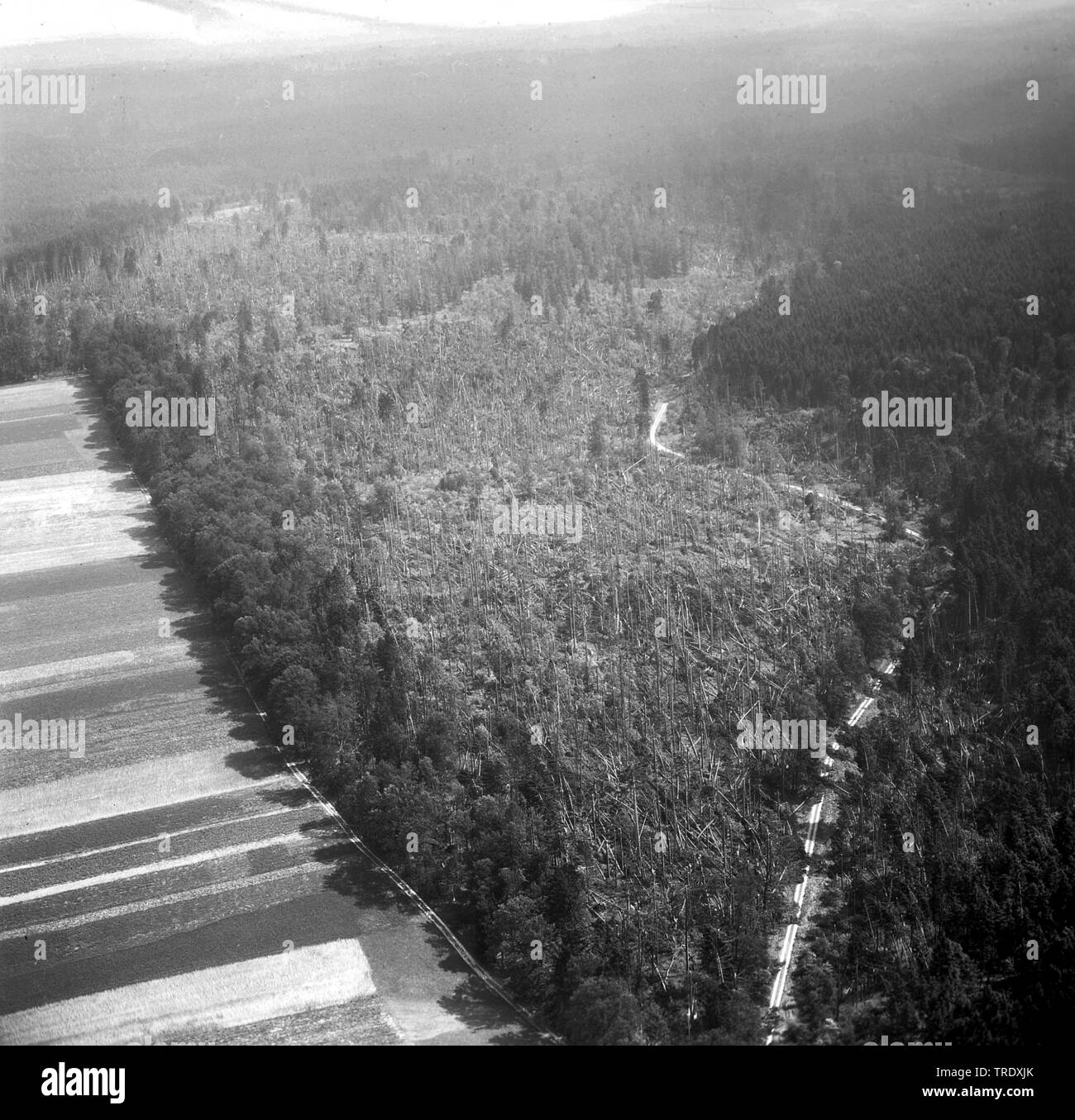 Sturm Verluste in einem Wald bei Ingolstadt, Luftbild aus dem Jahr 1960, Deutschland, Bayern, Oberbayern, Oberbayern Stockfoto