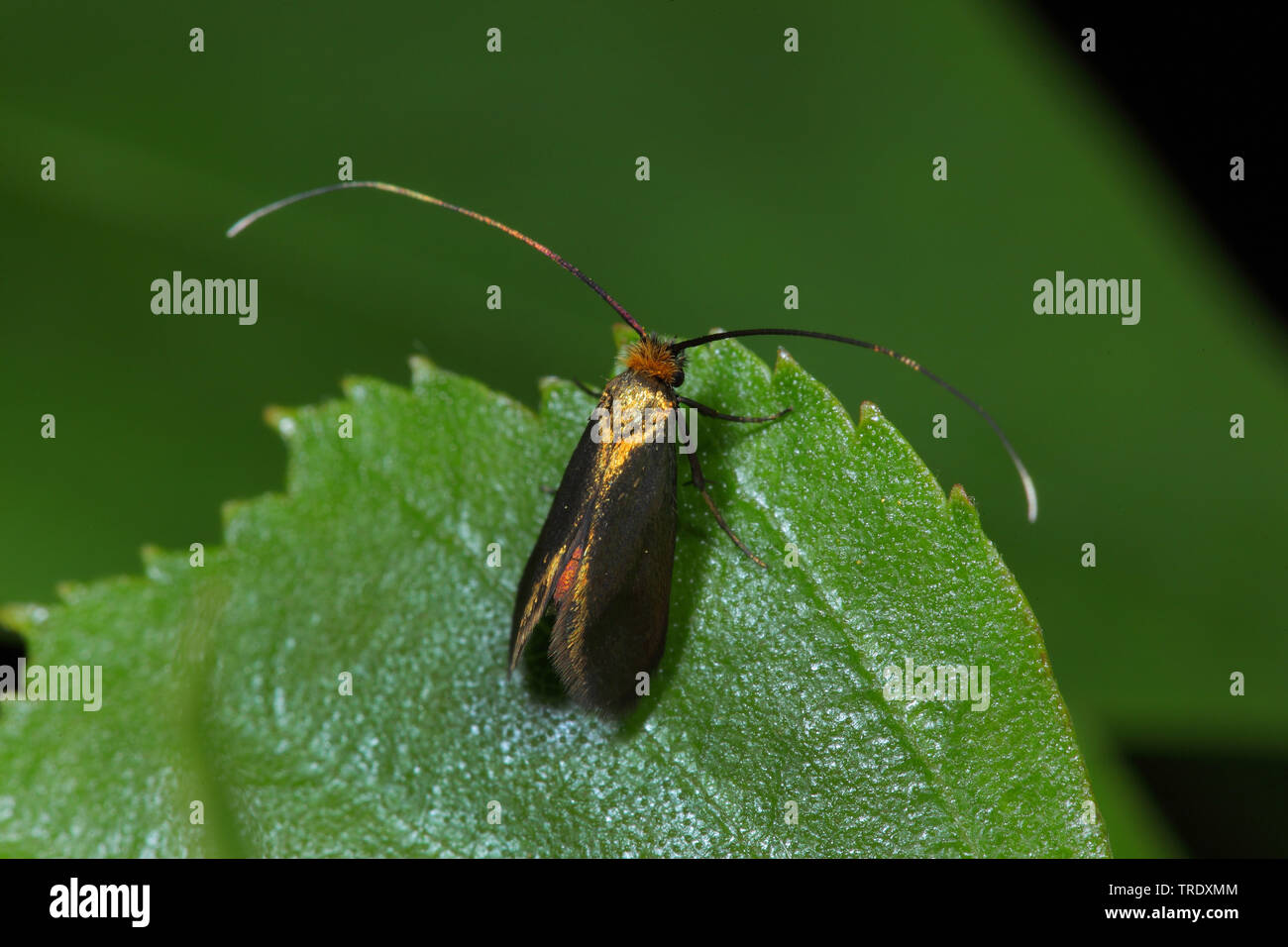 Fairy longhorn Motte (Adela violella), sitzend auf einem Blatt, Deutschland Stockfoto