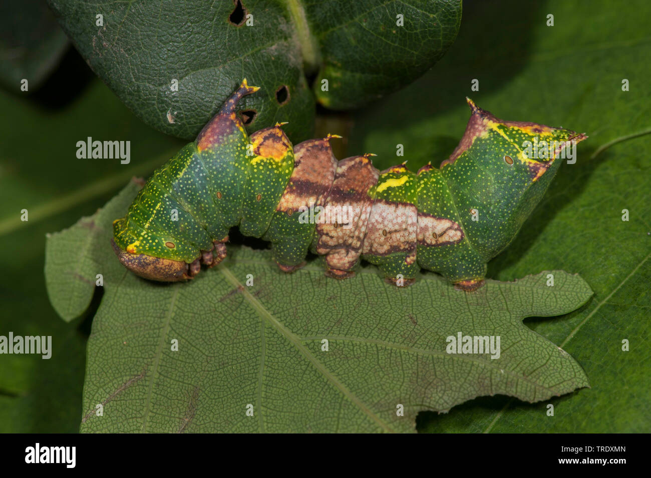 Tawny Harpyia milhauseri, Prominente (Hybocampa milhauseri, Hoplitis milhauseri), Caterpillar, Deutschland Stockfoto