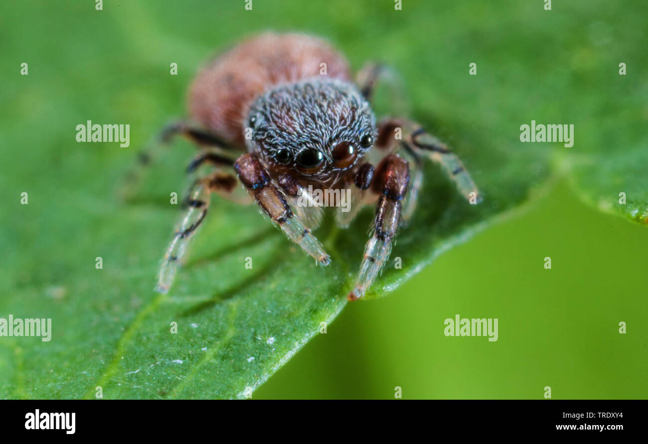 (Ballus chalybeius jumping Spider), auf einem Blatt, Deutschland Stockfoto