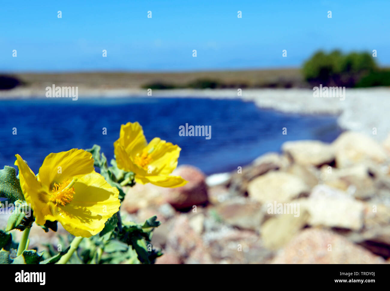 Gelben gehörnten - Mohn, gehörnten Mohn (Glaucium flavum), blühende an der Küste des Mittelmeers, Italien, Sardinien, Nationalpark Asinara, Stintino Stockfoto
