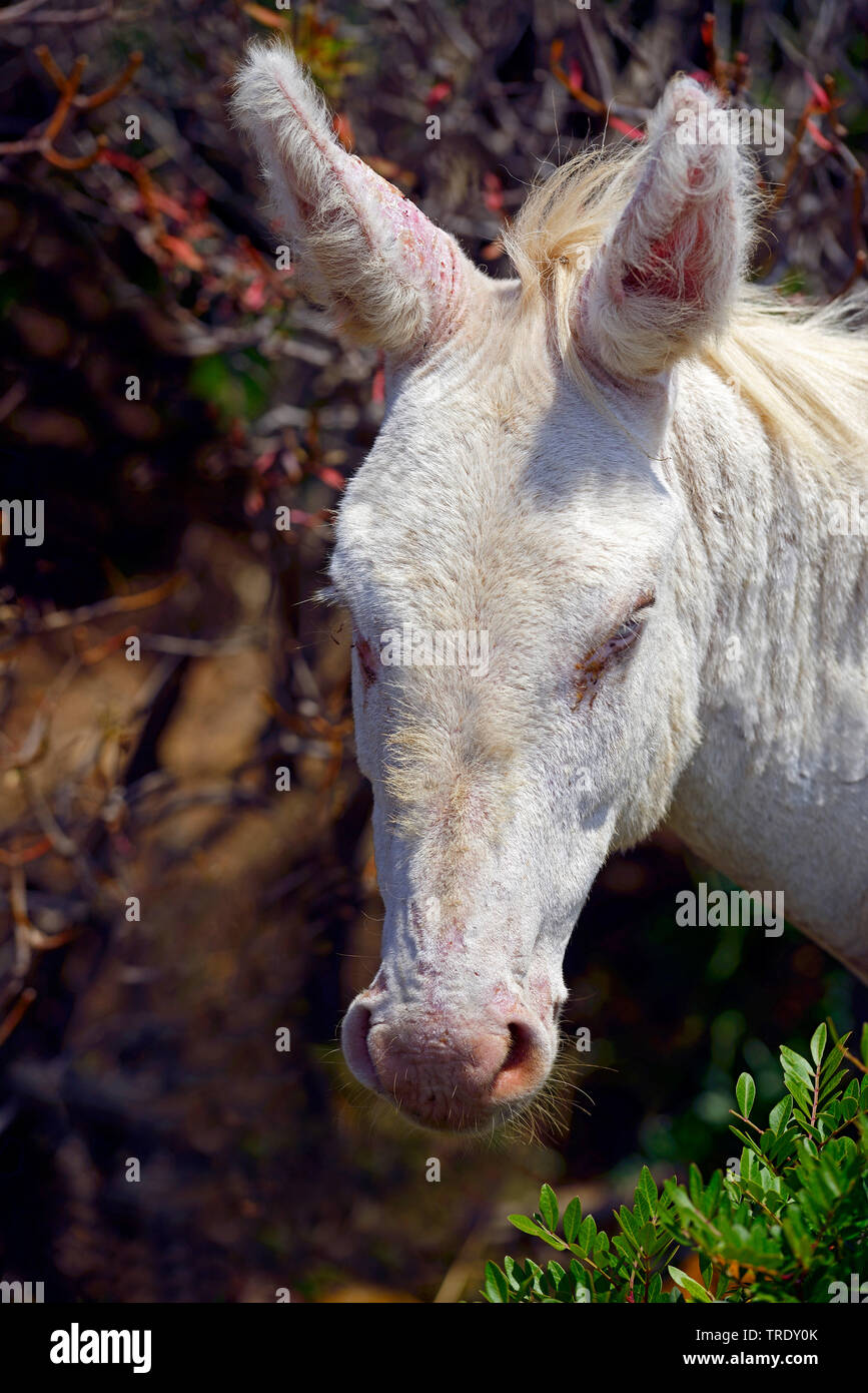 Inländische Esel (Equus asinus asinus), albino Esel, Porträt, Italien, Sardinien Stockfoto