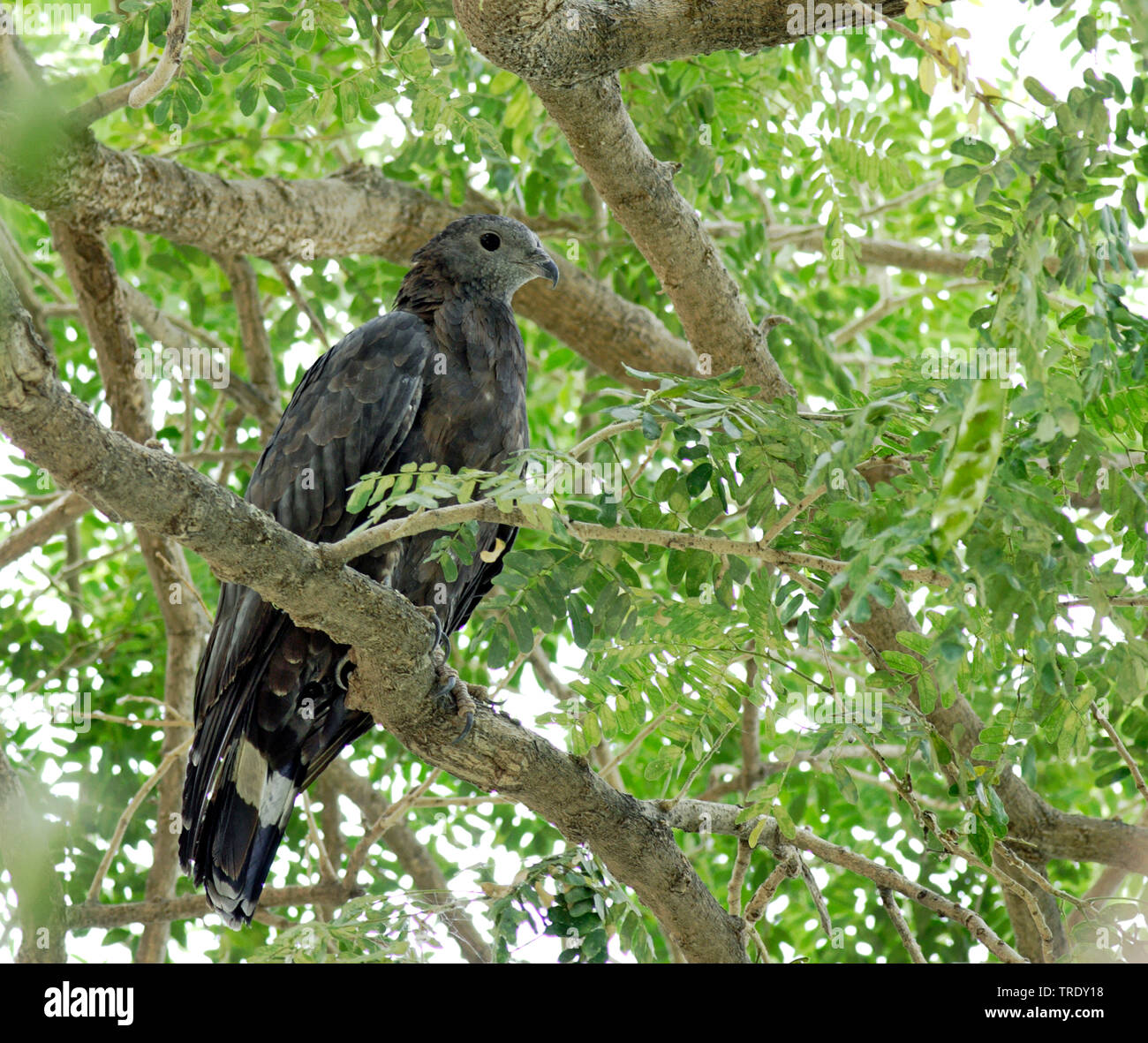 Orientalische Wespenbussard (Pernis ptilorhynchus orientalis, Pernis orientalis), Männchen auf einem Baum sitzen, Rajasthan, Indien Stockfoto