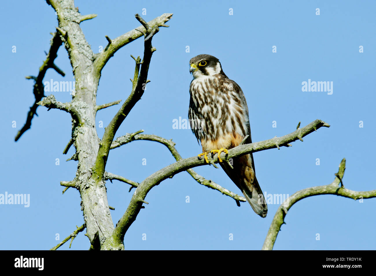 Northern hobby (Falco subbuteo), erwachsene Frau, Finnland, Hanko Stockfoto