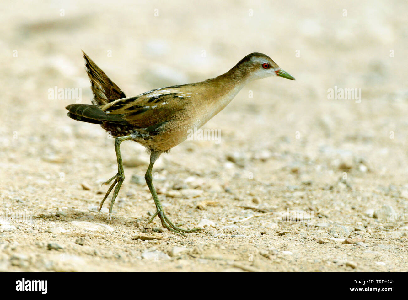 Wenig Crakear (porzana Parva), Weibliche, Israel Stockfoto