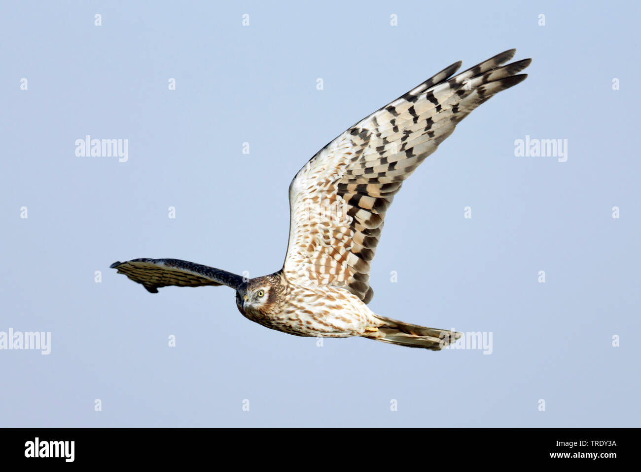 Das Montague Harrier (Circus pygargus), erwachsene Frau, Oman, Salalah Stockfoto