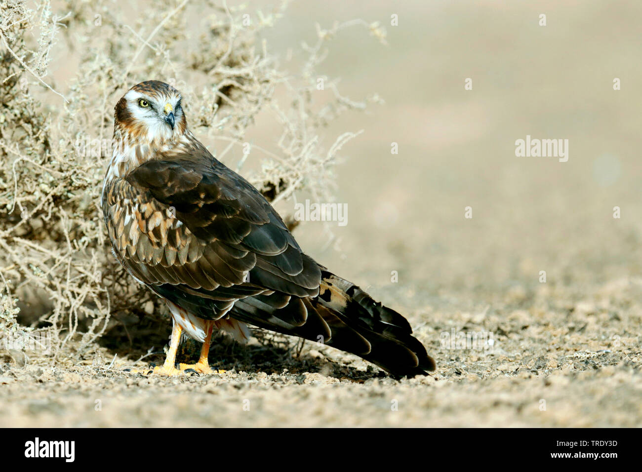 Das Montague Harrier (Circus pygargus), erwachsene Frau, Oman, Salalah Stockfoto