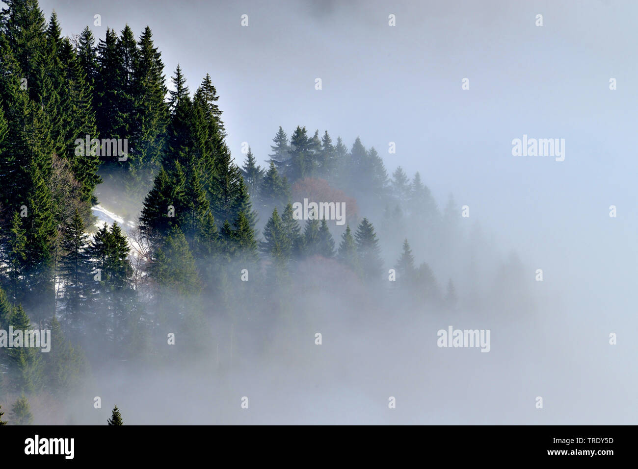 Montain Holz mit Nebel, Ansicht von montain Kampenwand, Deutschland, Bayern, Chiemgauer Alpen Stockfoto