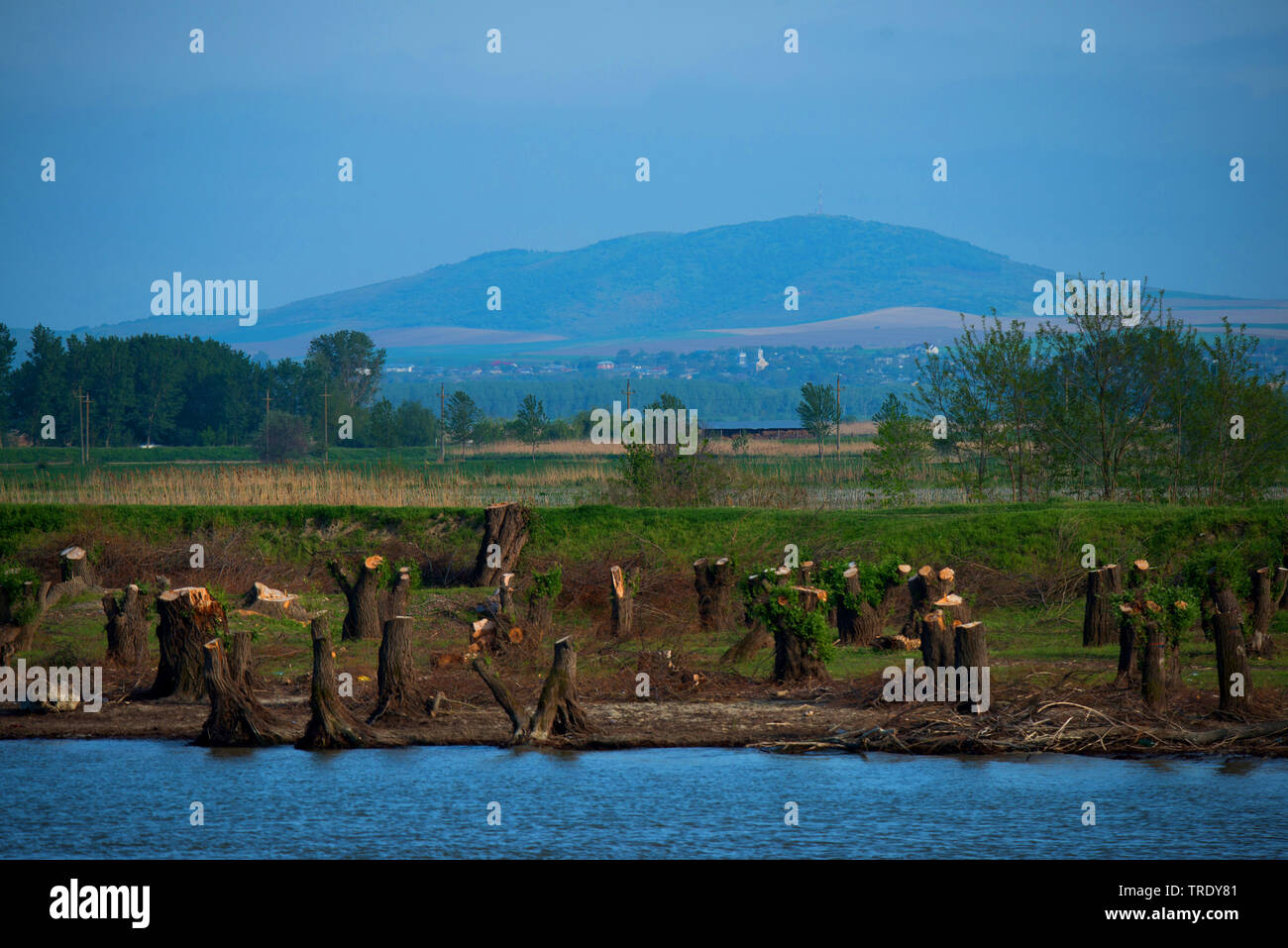 Baumstümpfen am Ufer des Flusses, Rumänien, Biosphaerenreservat, Tulcea Donaudelta Stockfoto