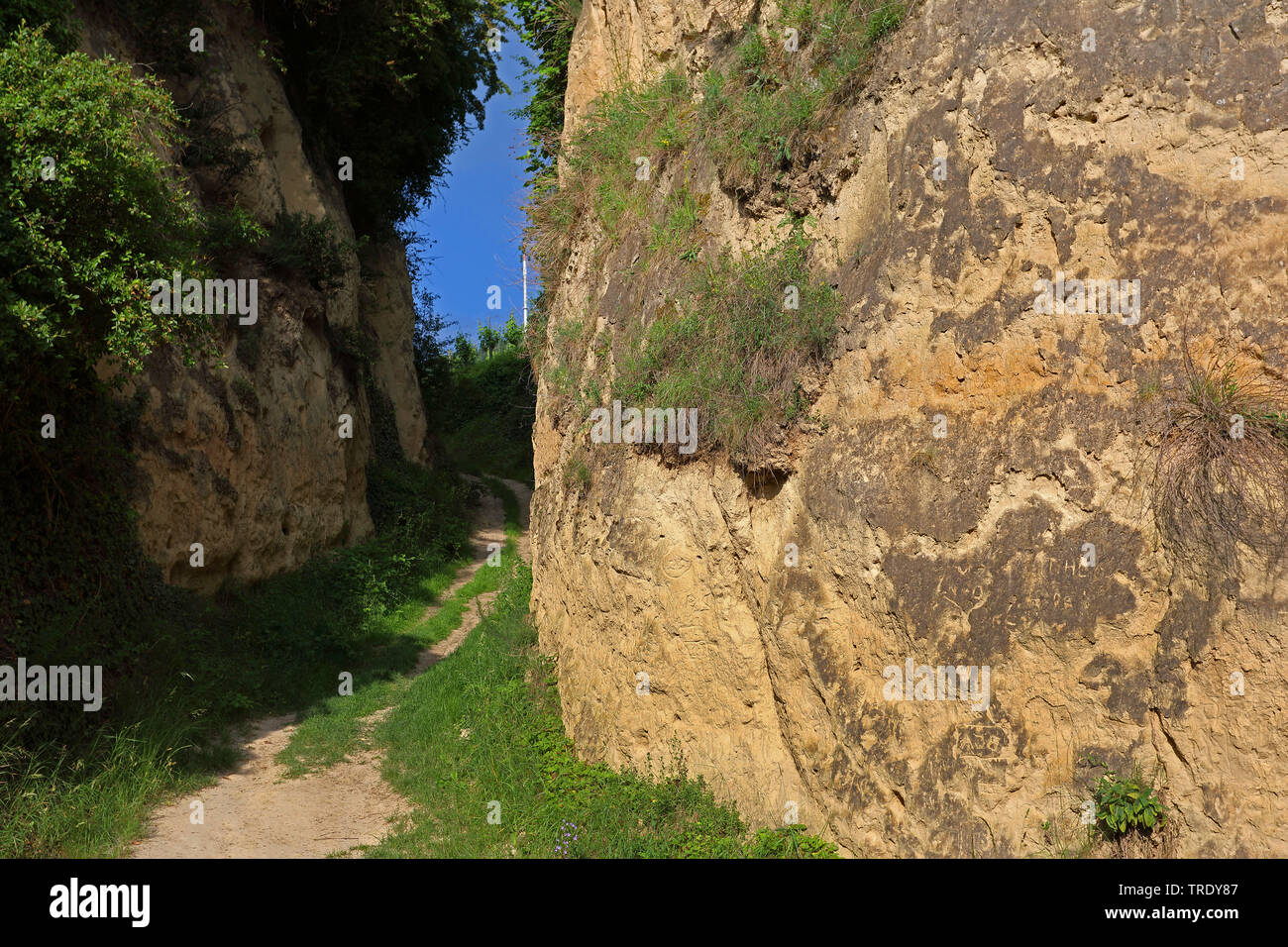 Hohle Gasse, Deutschland, Baden-Wuerttemberg, Kaiserstuhl, Bickensohl Stockfoto