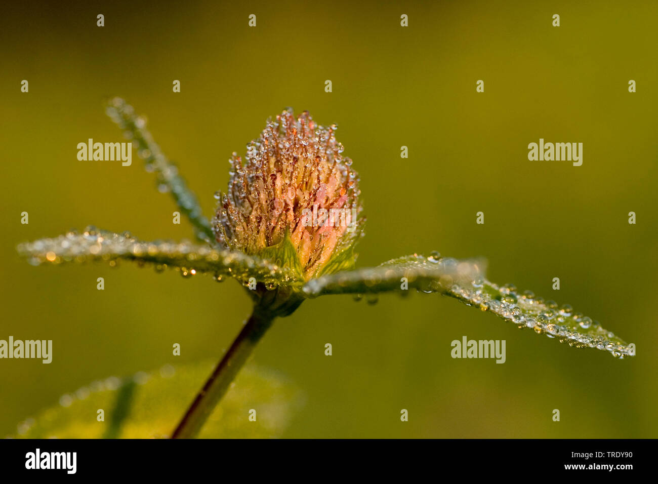 Rotklee (Trifolium pratense), Blütenstand mit Morgentau, Deutschland Stockfoto
