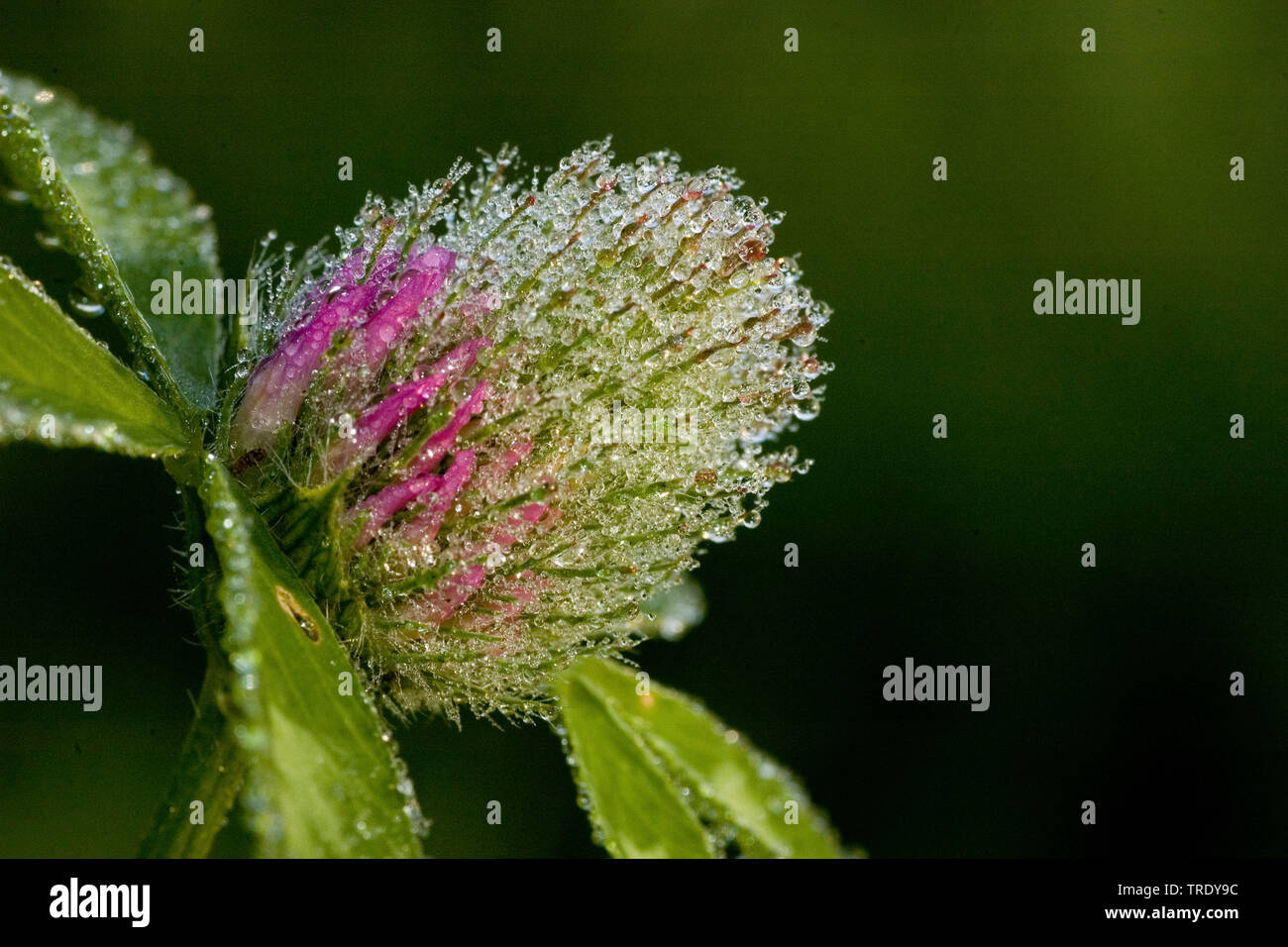 Rotklee (Trifolium pratense), Blütenstand mit Morgentau, Deutschland Stockfoto