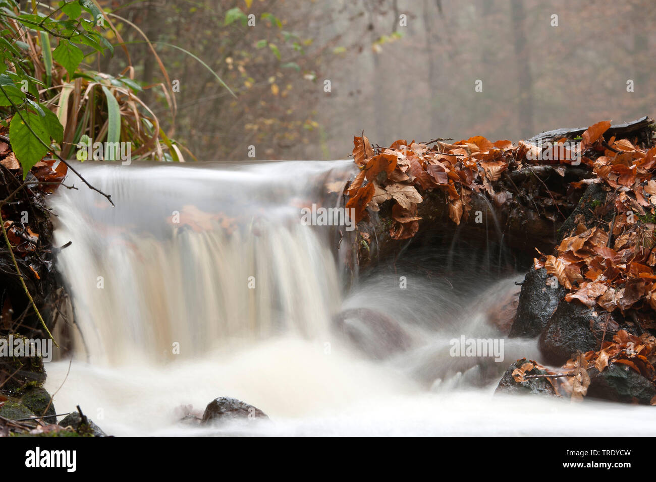 Fastflowing Twickelervaart, Niederlande, Overijssel, Landgoed Twickel, Delden. Stockfoto