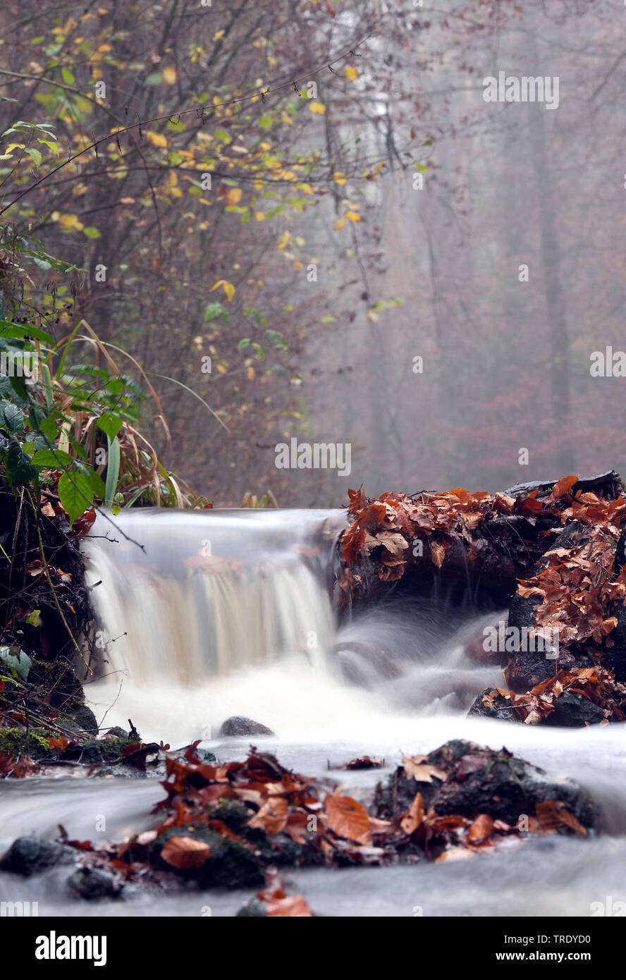 Fastflowing Twickelervaart, Niederlande, Overijssel, Landgoed Twickel, Delden. Stockfoto