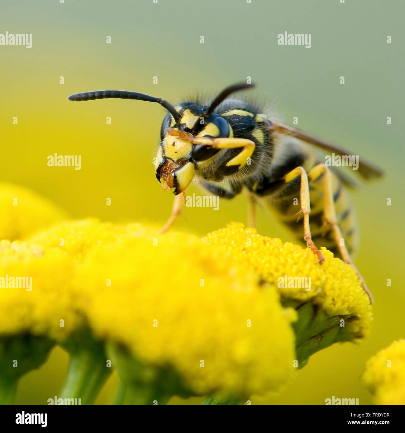 Wespe auf gelbe Blume Stockfoto