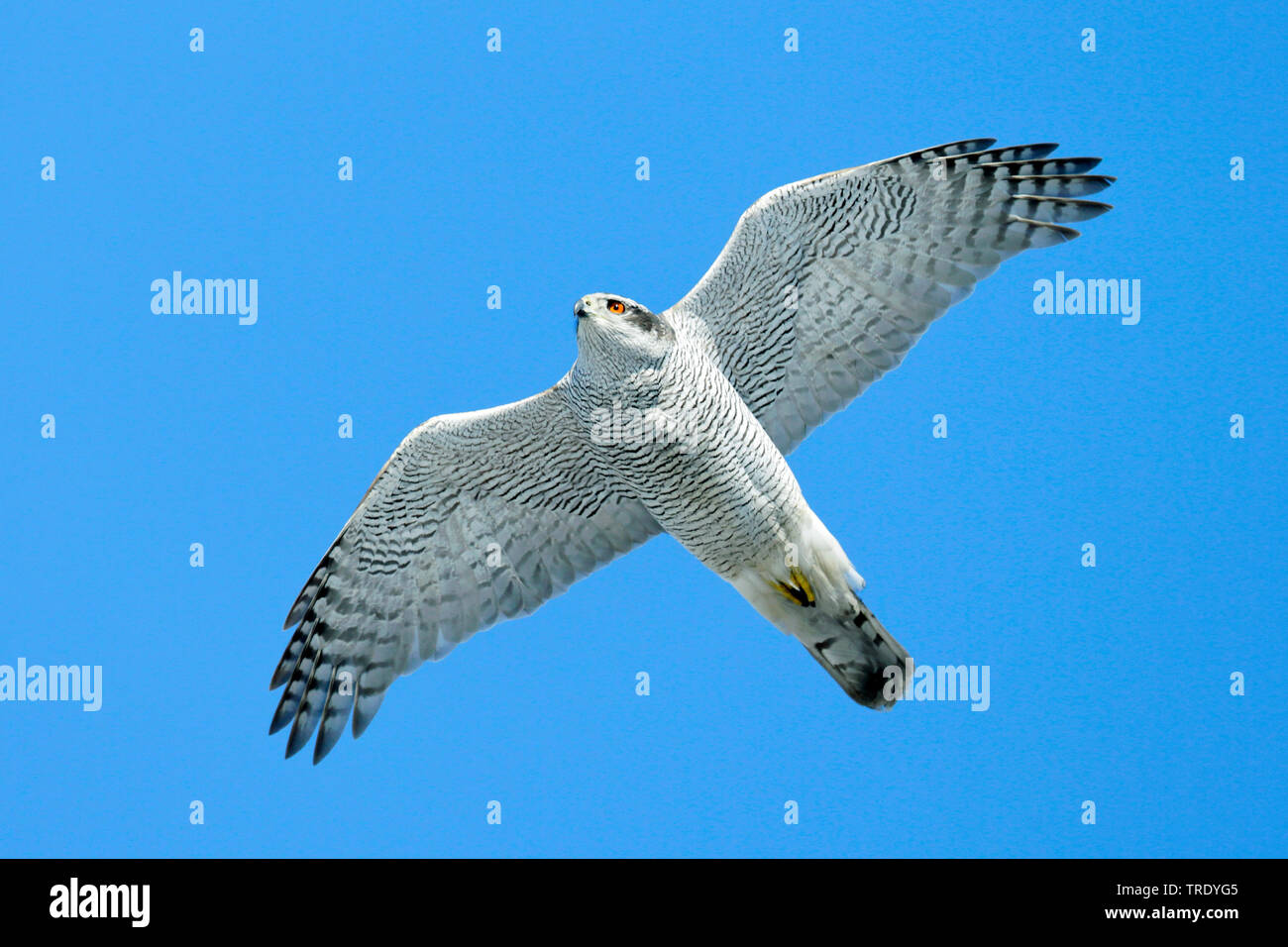 Northern Habicht (Accipiter gentilis), fliegende Männchen, Finnland Stockfoto