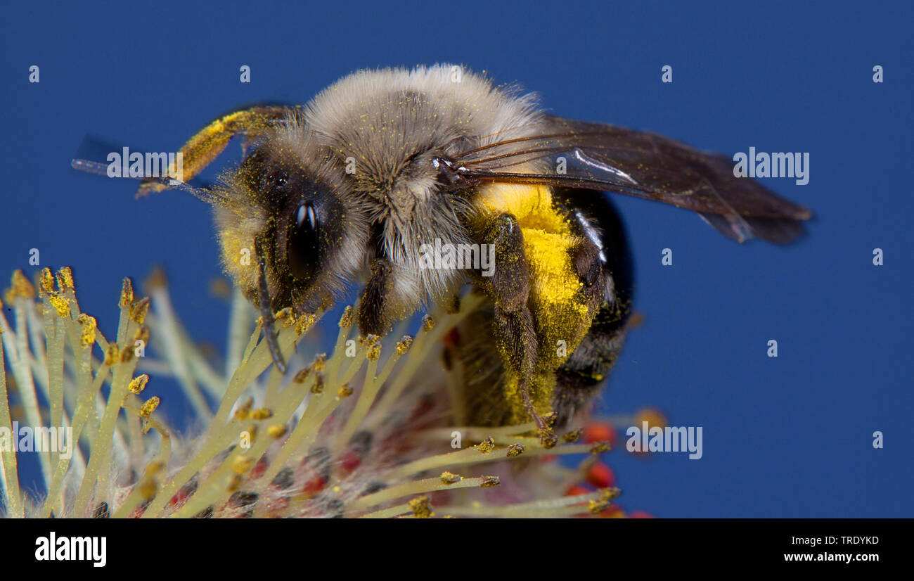 Grau unterlegt - Bergbau - Biene (Andrena vaga, Andrena ovina), sitzend auf einer männlichen catkin, Deutschland Stockfoto