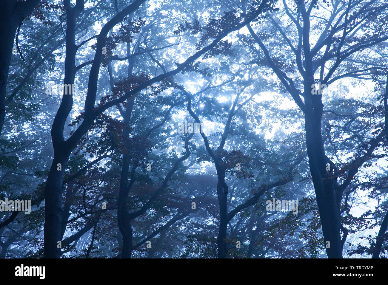 Wald am Morgen feucht, Deutschland, Nordrhein-Westfalen, Ruhrgebiet, Witten Stockfoto