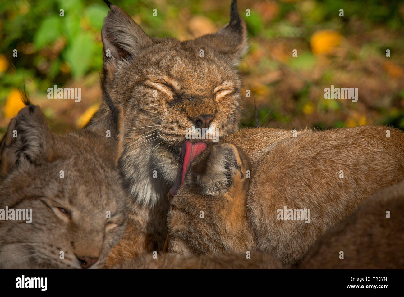 Northern Luchs (Lynx lynx Lynx), lecken Paw, Deutschland Stockfoto