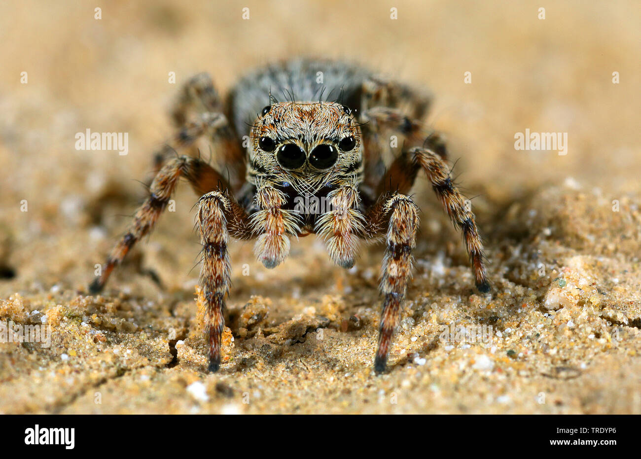 Jumping spider (Sitticus pubescens, Hypositticus pubescens), Frontalansicht, Deutschland Stockfoto