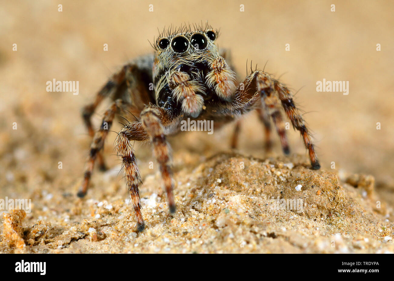 Jumping spider (Sitticus pubescens, Hypositticus pubescens), Frontalansicht, Deutschland Stockfoto