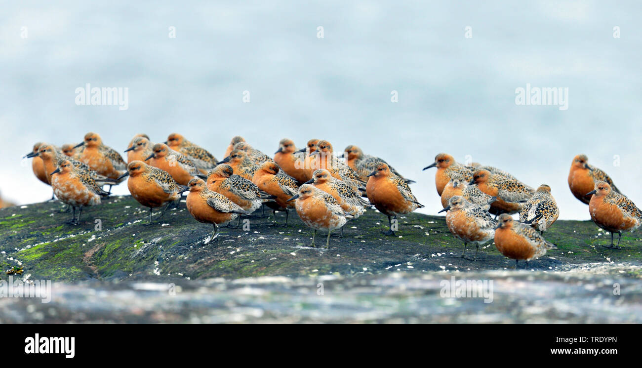 Rote Knoten (Calidris Canutus), in der Gruppe auf einem Felsen, Norwegen, Finnmark Stockfoto