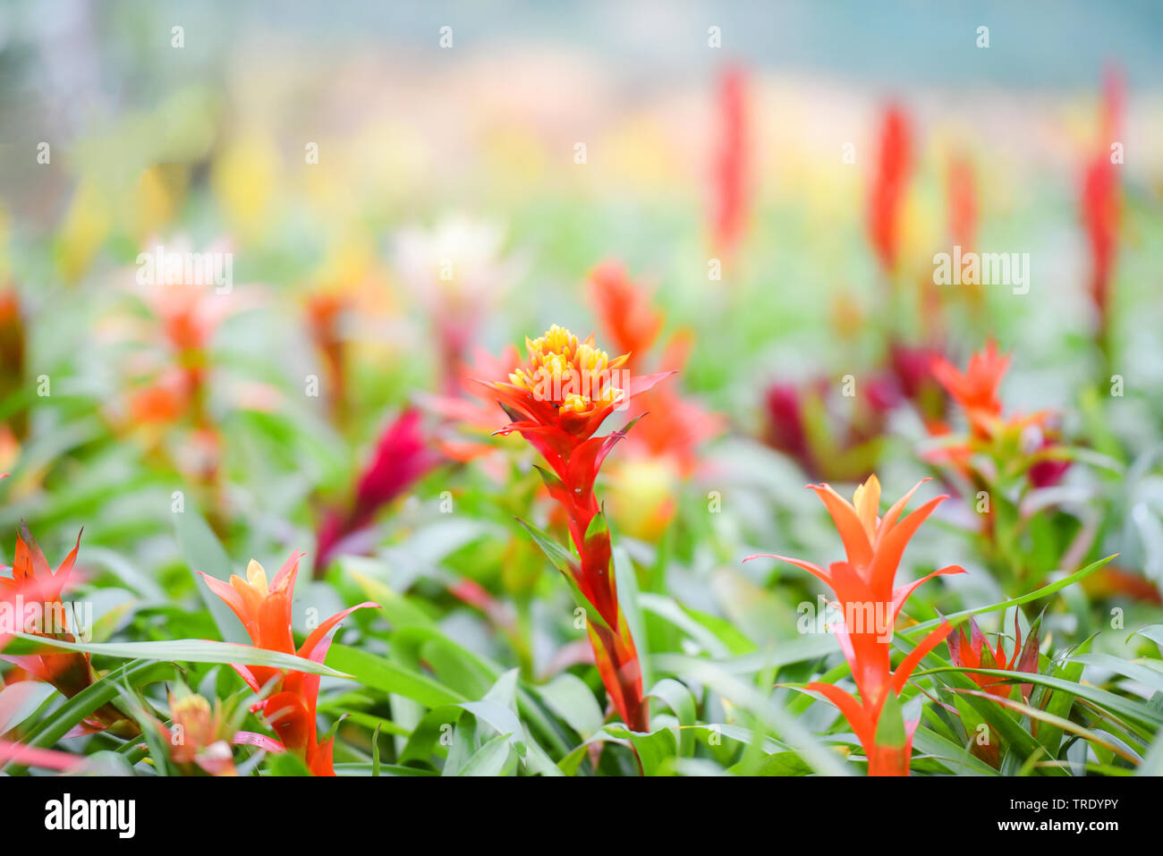 Bromelie Blume / Schne rote und gelbe Bromelie in der Grtnerei auf rosa  Pflanzen Hintergrund Stockfotografie - Alamy
