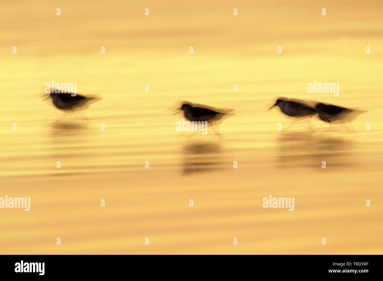 Sanderling (Calidris alba), Gruppe läuft in Wasser bei Sonnenuntergang, Oman, Salalah Stockfoto