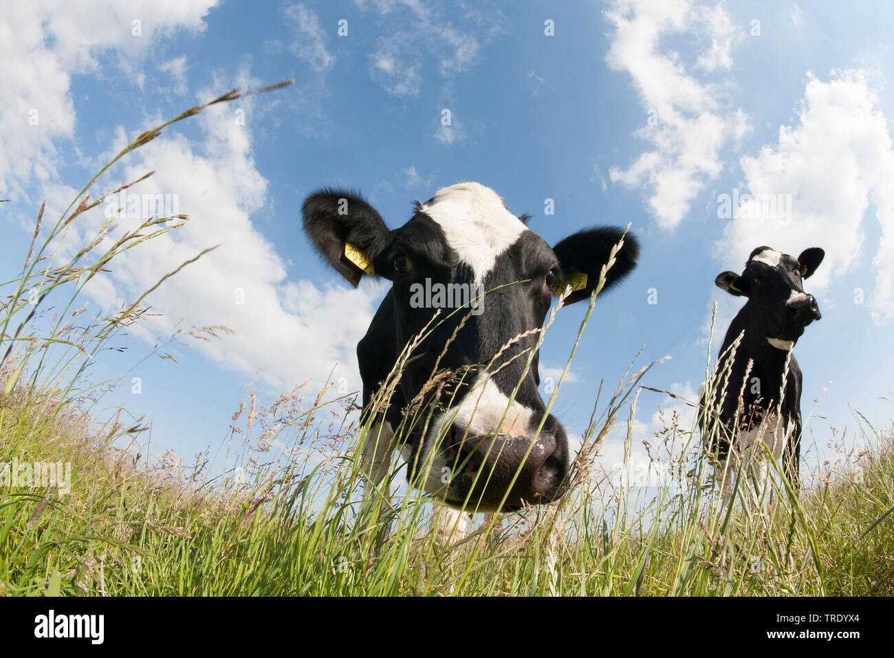 Inländische Rinder (Bos primigenius f. Taurus), zwei neugierige junge Rinder auf der Weide, Vorderansicht, Niederlande, Overijssel Stockfoto