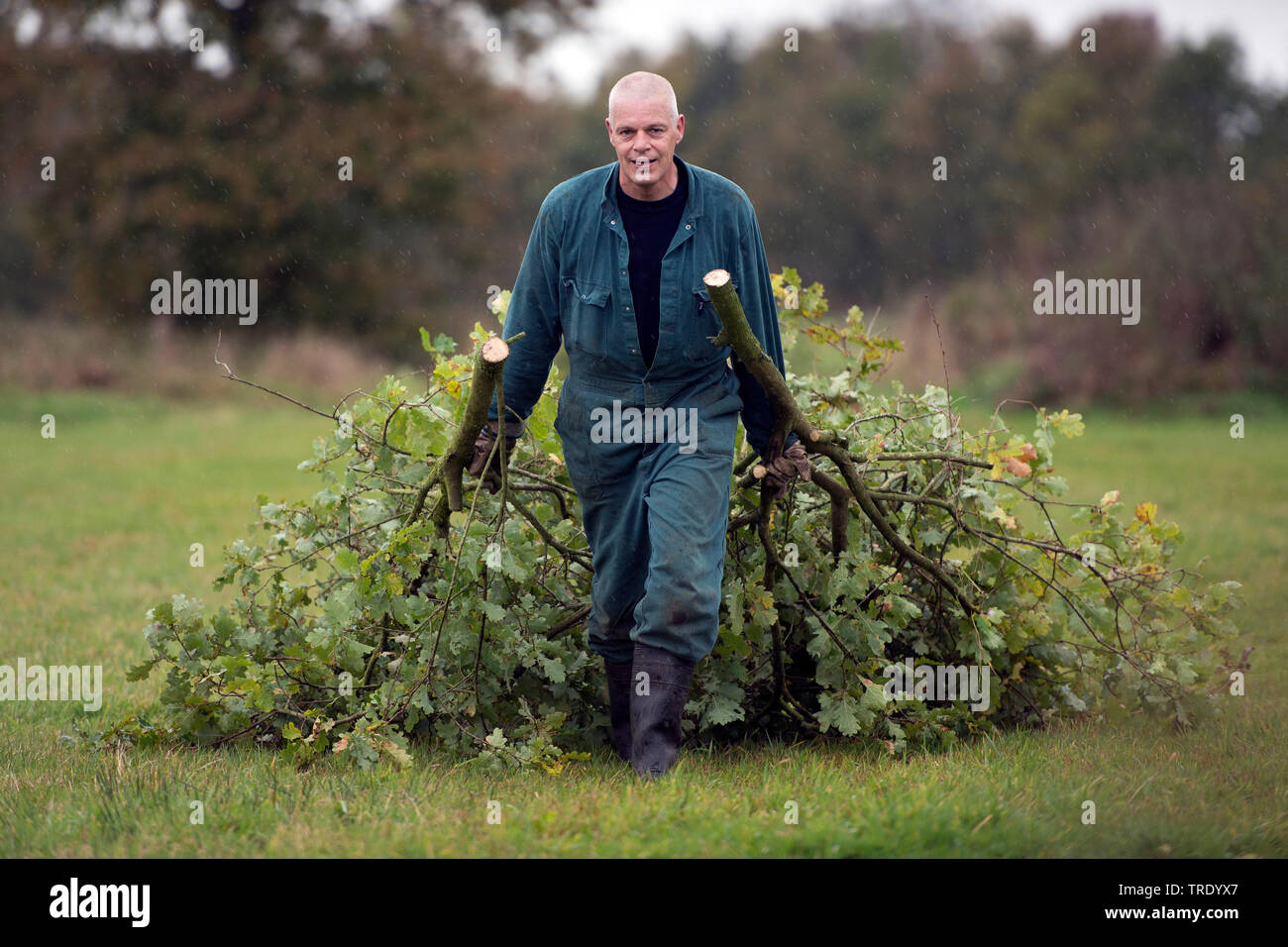 Mitarbeiter entfernen abgeschnittene Zweige, Niederlande, Overijssel Stockfoto