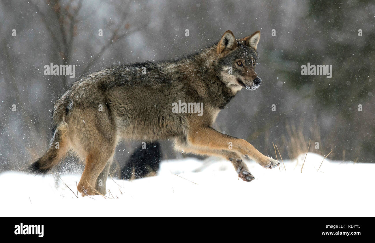Europäische grauer Wolf (Canis lupus Lupus), im Schnee, Polen springen,, Stockfoto