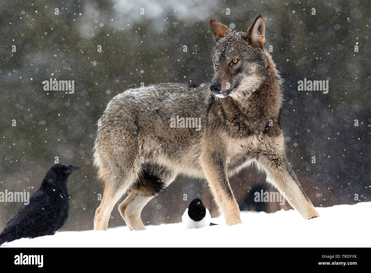 Europäische grauer Wolf (Canis lupus Lupus), mit einem MAGPIE und ein Rabe im Schnee, Polen,, Stockfoto