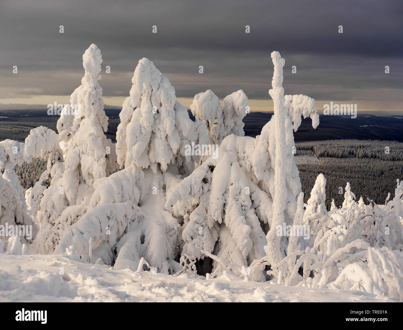 Schneebedeckte Bäume auf den Fichtelberg, Deutschland, Sachsen, Erzgebirge Stockfoto