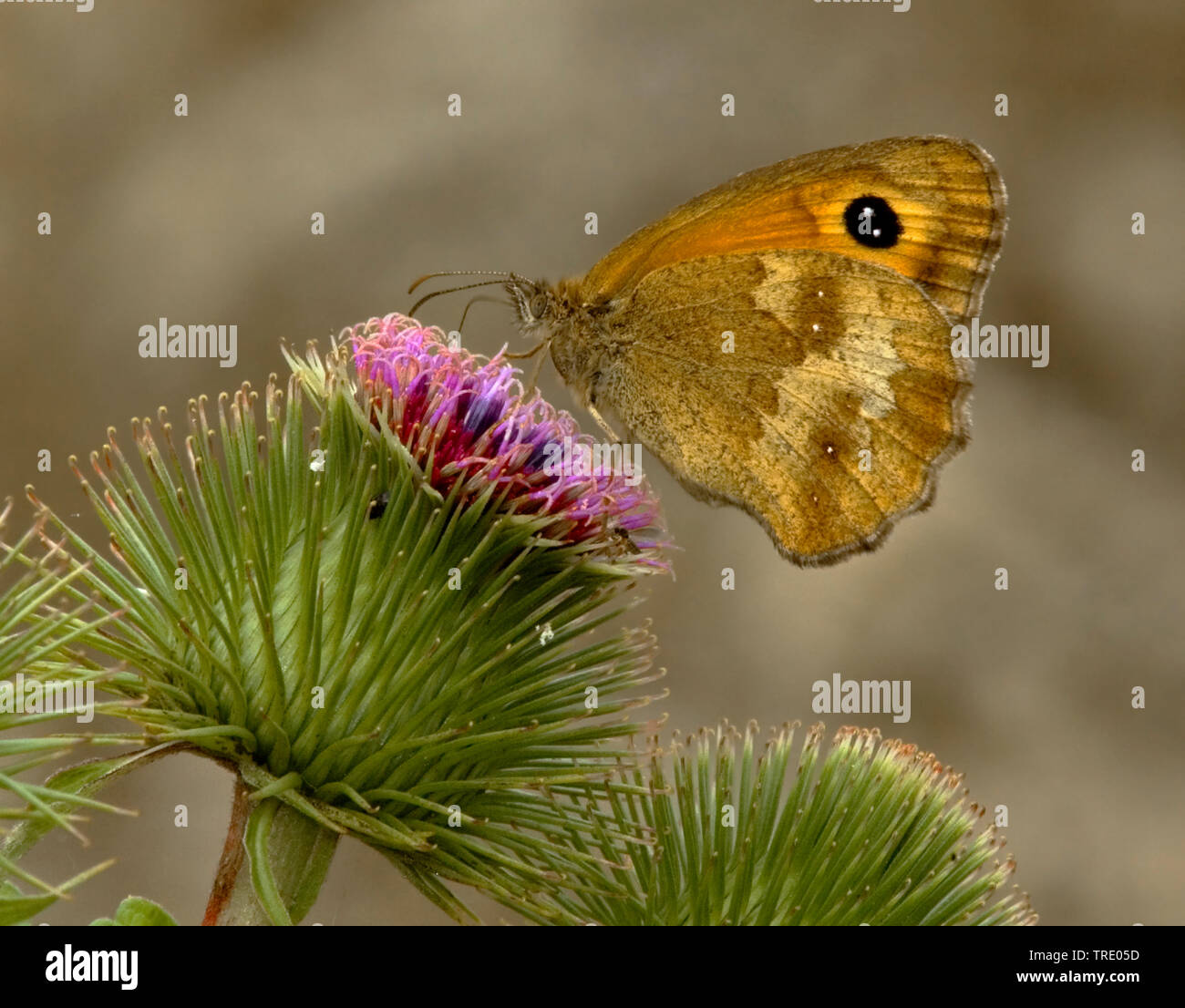 Gatekeeper, Hedge Braun (Pyronia tithonus, pyrausta Tithonus), sitzend auf Arctium, Niederlande, Südholland Stockfoto