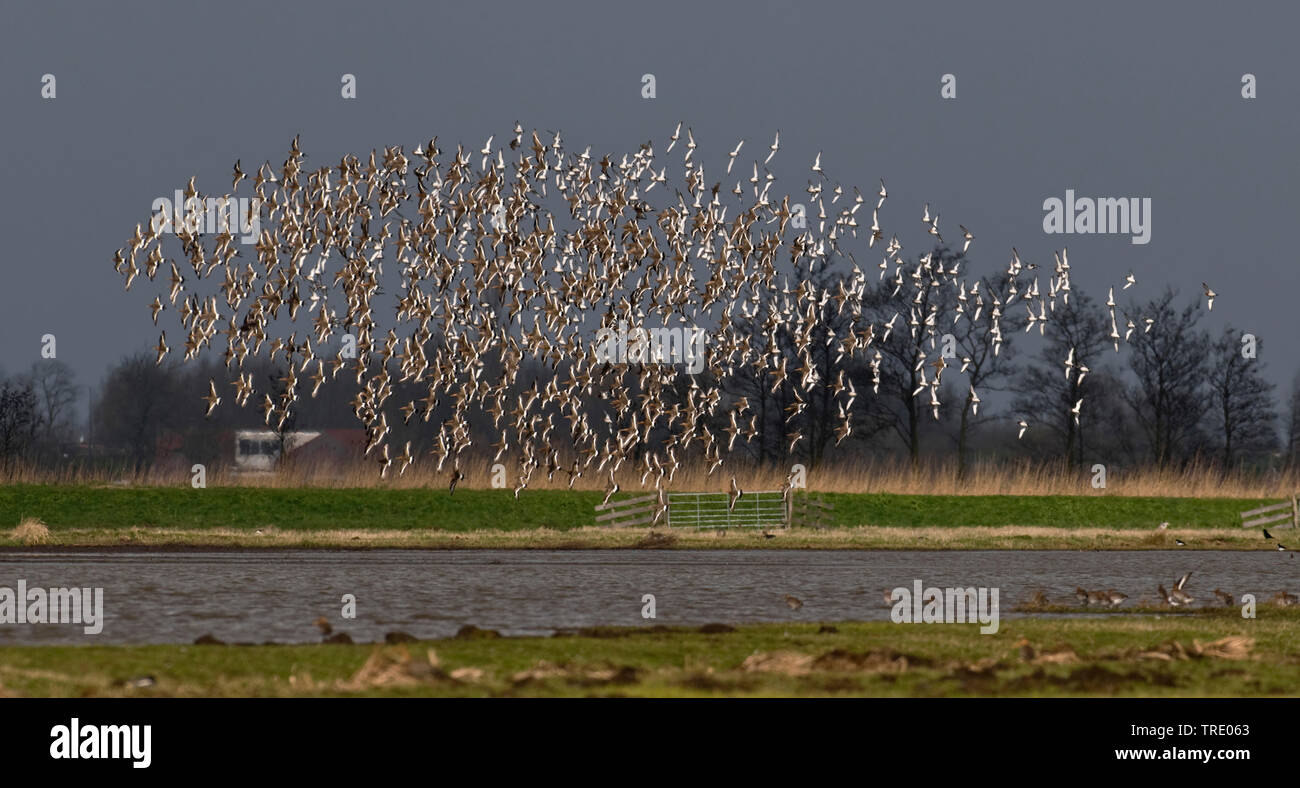 Uferschnepfe (Limosa limosa), Herde, Niederlande, Polder, Nieuw Lekkerland Langenbroek Stockfoto
