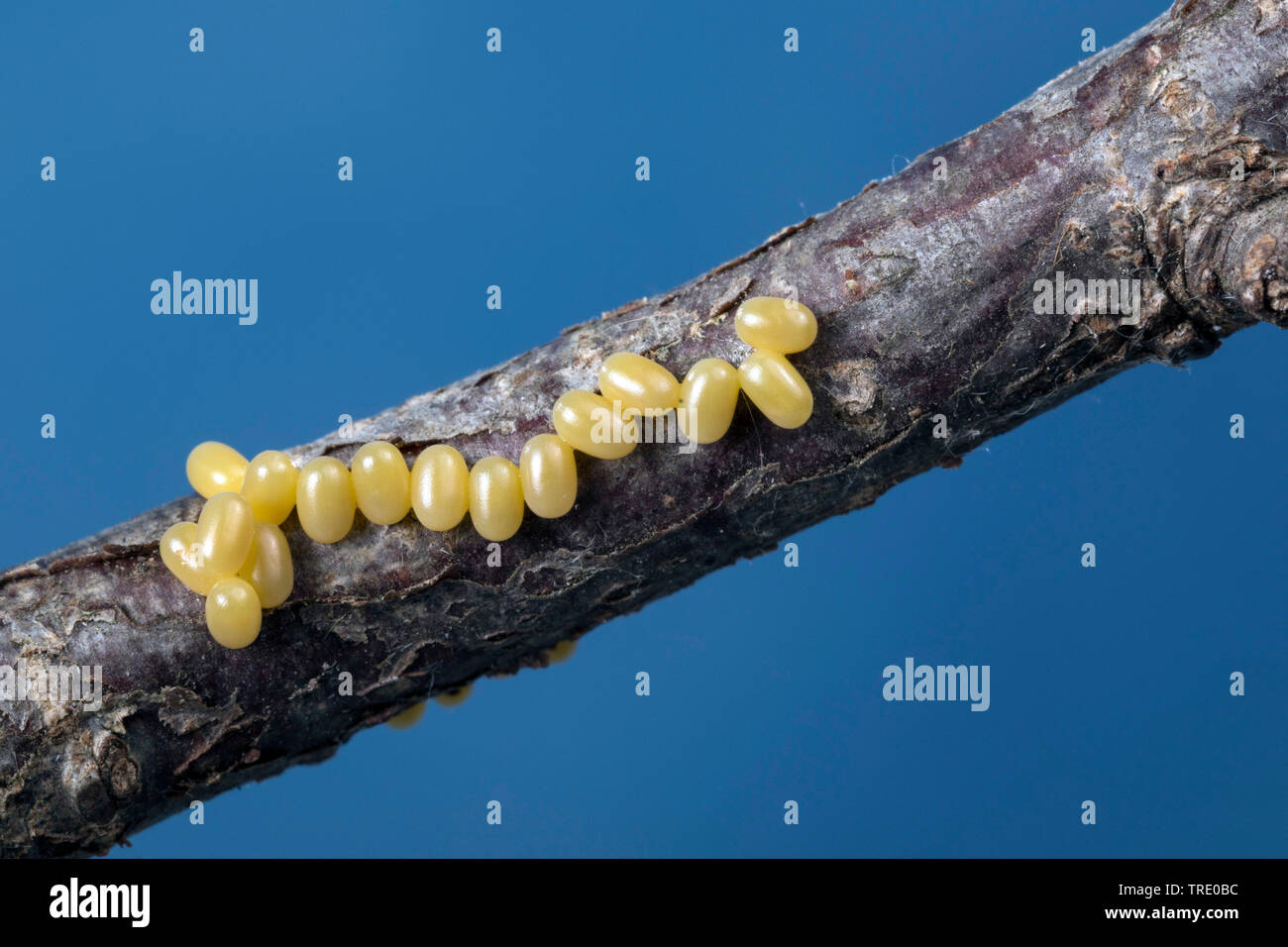 (Endromis versicolora Kentish Herrlichkeit), Eier auf einem Zweig, Deutschland Stockfoto