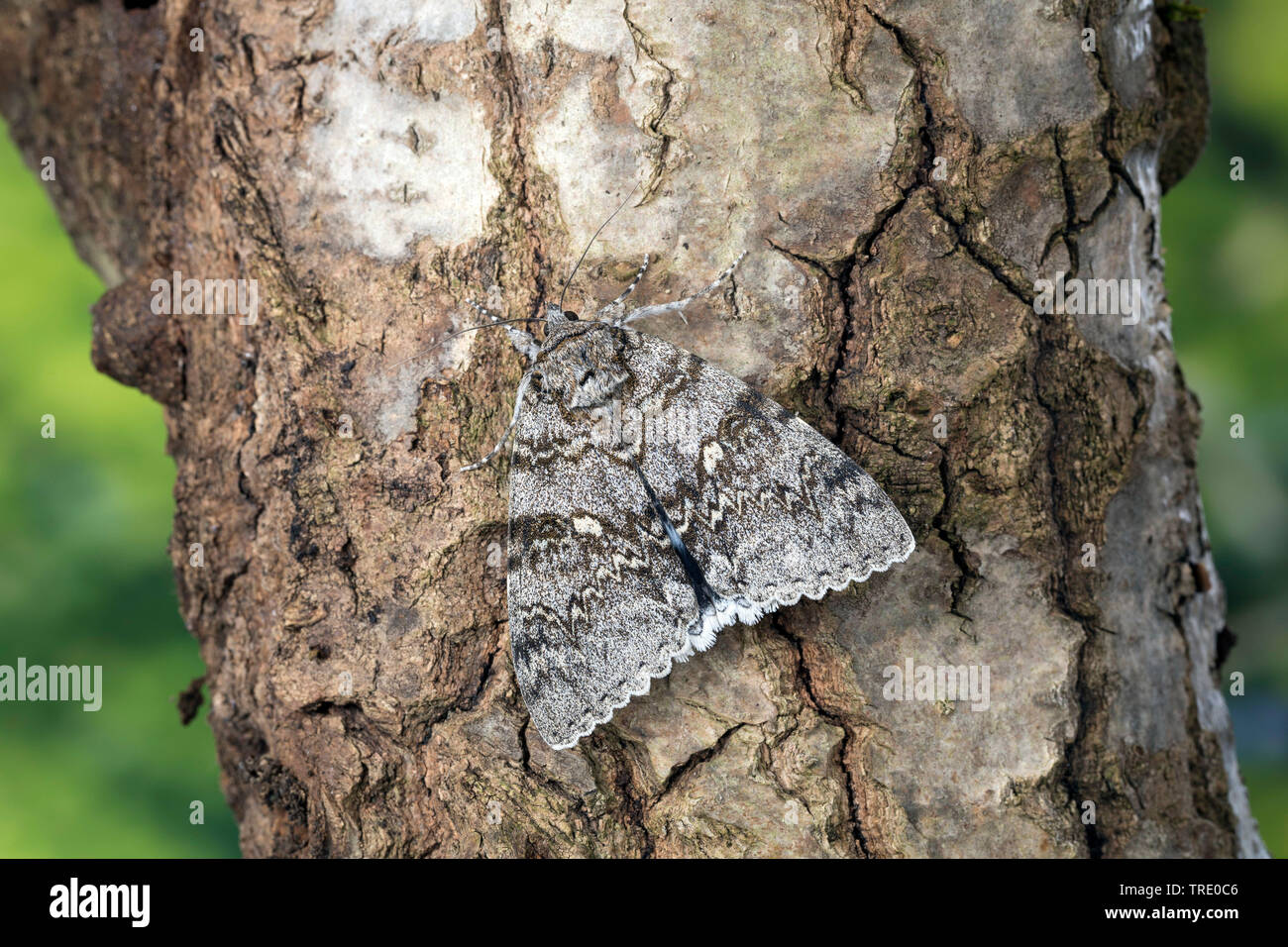 Clifden Raiders (Catocala fraxini), Rinde, Deutschland Stockfoto
