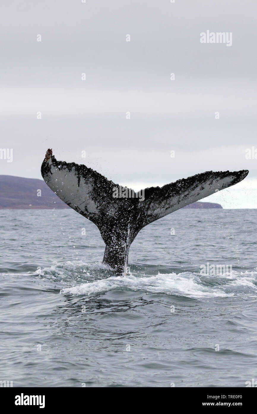 Buckelwale (Megaptera novaeangliae), Schwanz, stossen ot das Wasser, Island Stockfoto