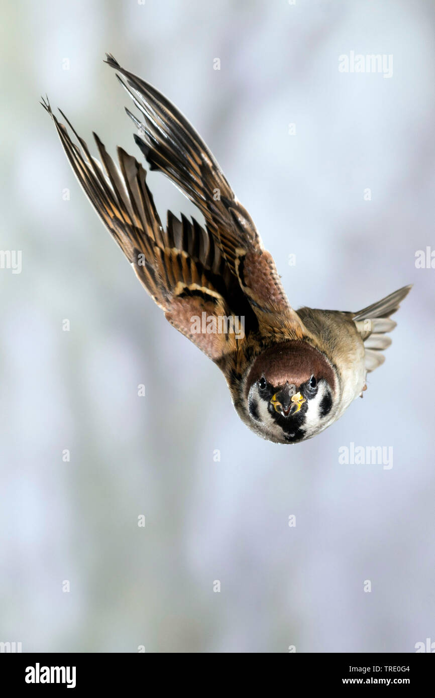 Eurasischen Feldsperling (Passer montanus), fyling, Vorderansicht, Deutschland Stockfoto