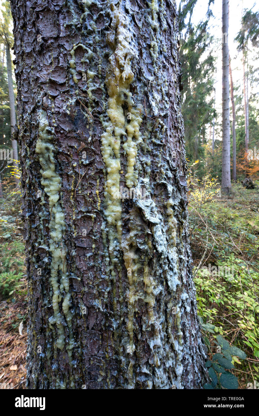 Die Fichte (Picea abies), gesammelte Harz Brocken auf einer Fichte trunk, Deutschland Stockfoto