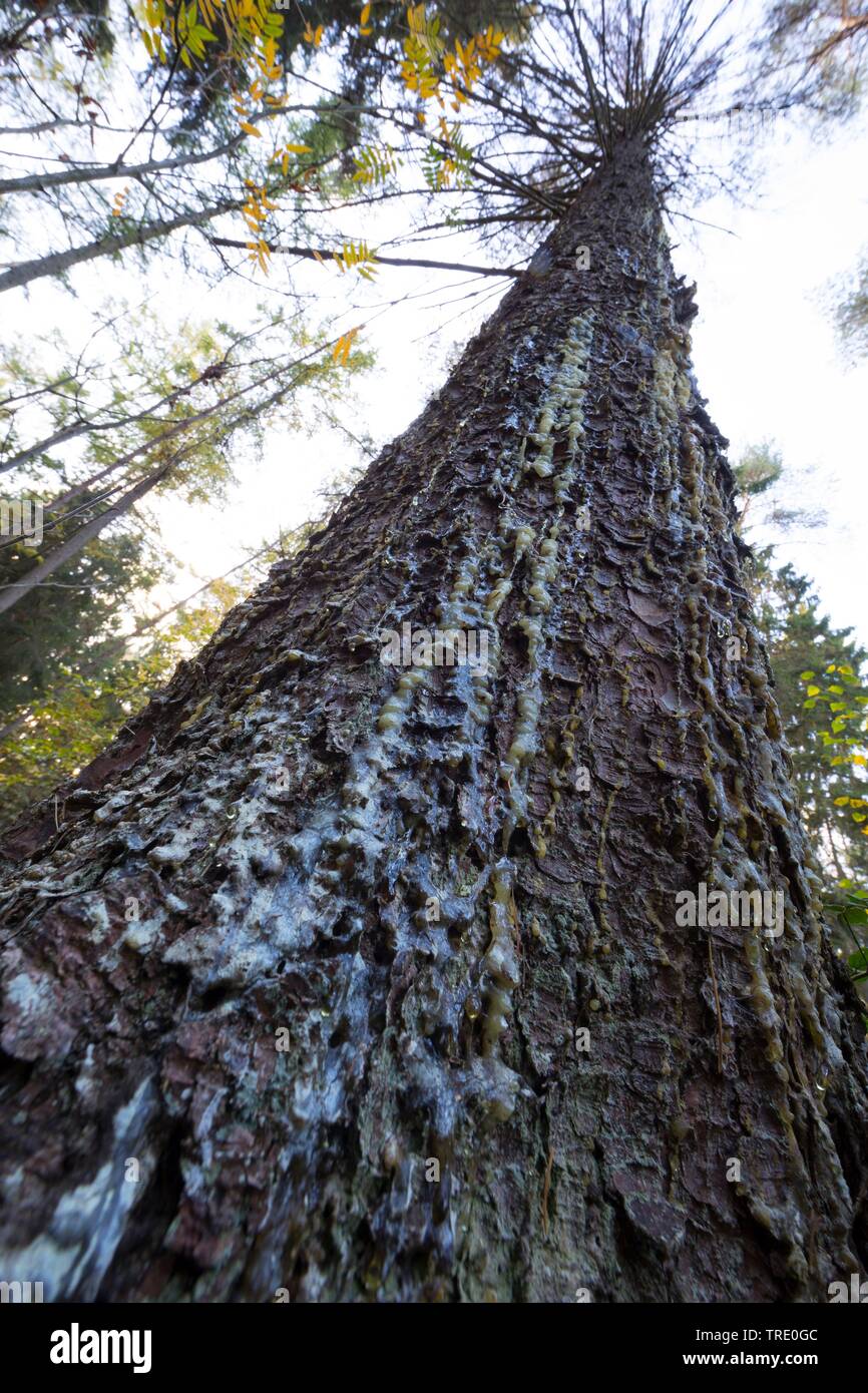 Die Fichte (Picea abies), gesammelte Harz Brocken auf einer Fichte trunk, Deutschland Stockfoto
