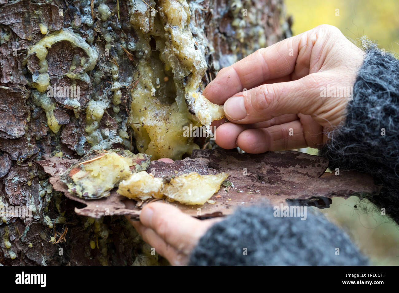Die Fichte (Picea abies), gesammelte Harz Brocken aus einer Fichte trunk, Deutschland gesammelt werden Stockfoto