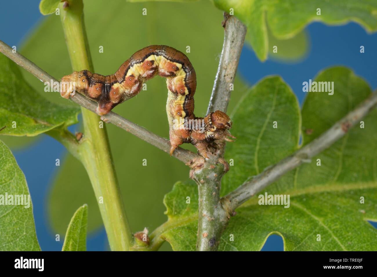 Umbra (Erannis defoliaria meliert, Phalaena defoliaria, Hybernia defoliaria), Caterpillar Fütterung auf Eiche, Deutschland Stockfoto