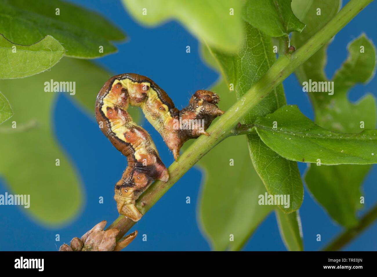 Umbra (Erannis defoliaria meliert, Phalaena defoliaria, Hybernia defoliaria), Caterpillar Fütterung auf Eiche, Deutschland Stockfoto