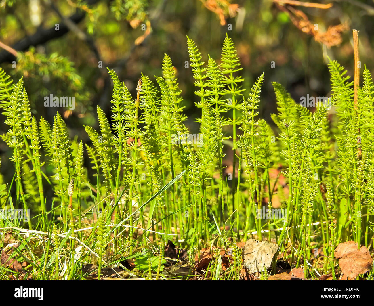 Ackerschachtelhalm (Equisetum spec.), Triebe im Frühjahr, Norwegen, Troms, Tromsoe Stockfoto