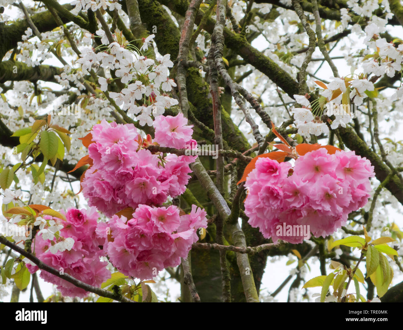 Japanische Kirsche mit zwei Arten von Blüten, Deutschland, Niedersachsen, Ostfriesland Stockfoto